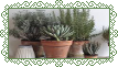 Grunge Plant